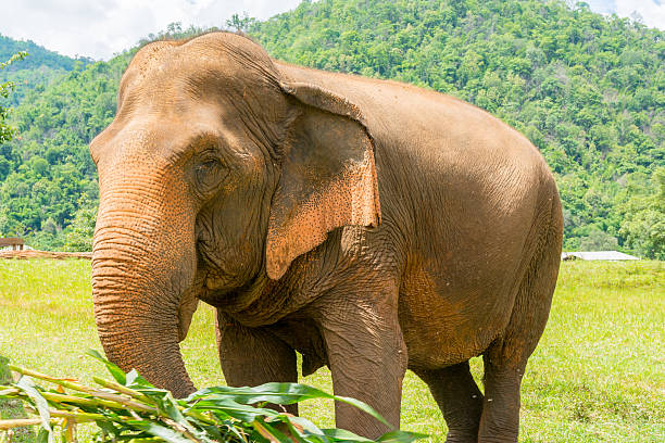 istock Elephant in protected nature park near Chiang Mai, Thailand 585188928