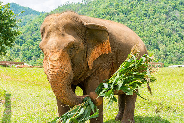 istock Elephant in protected nature park near Chiang Mai, Thailand 585189118