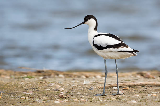 zampullín avoceta (recurvirostra avosetta - stilts fotografías e imágenes de stock