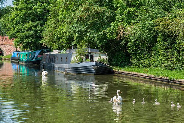 Family of Swans