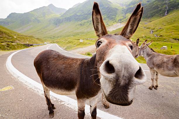 Funny donkey on road Funny donkey on Transfagarasan road in Romanian mountains donkey stock pictures, royalty-free photos & images