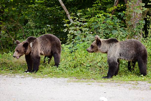 istock Two young bears on parking near forest. 585282262