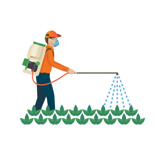 Agricultural chemicals are spayed by farmer over the plants Agricultural chemicals are spayed by farmer over the plants, colorful vector flat illustration insecticide stock illustrations
