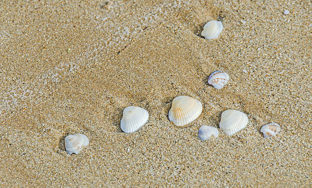 istock Many type of sea shells on the beach sand 585283118