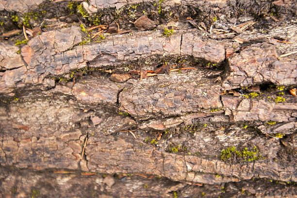 istock texture of dark wood. natural background. 585283382