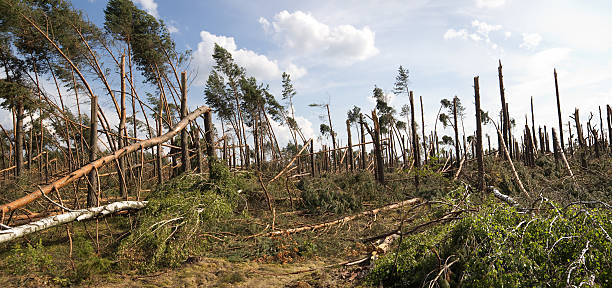 ущерб от лесного шторма - natural disaster tornado damaged demolished стоковые фото и изображения