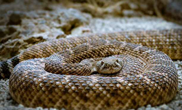 istock the rattlesnake, close-up 585285196
