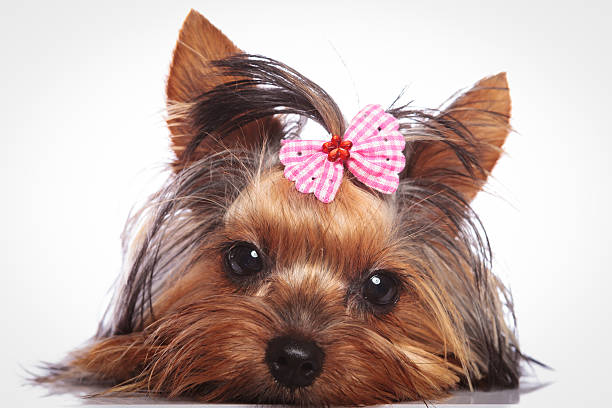 istock yorkshire terrier puppy dog is lying down to rest 585285960