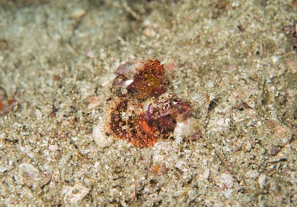 istock closed up the deadly stone fish in Myanmar divesite 585285980