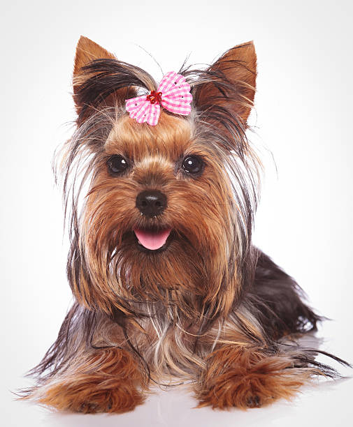 istock happy yorkshire terrier puppy dog lye down 585286010