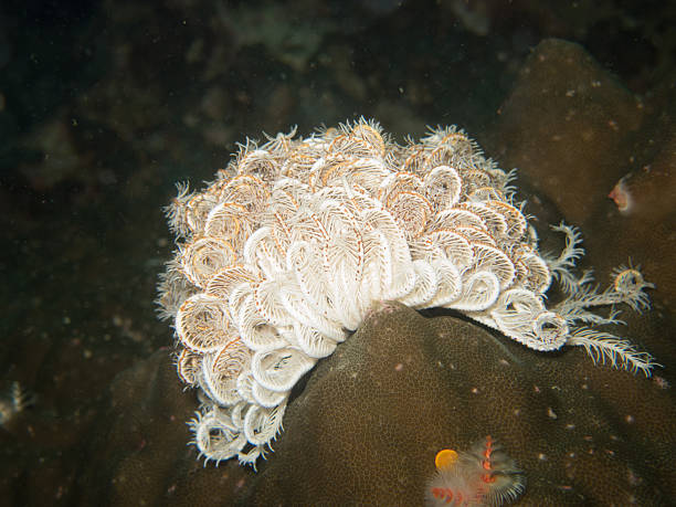 istock closed up the feather star in Myanmar divesite 585286042