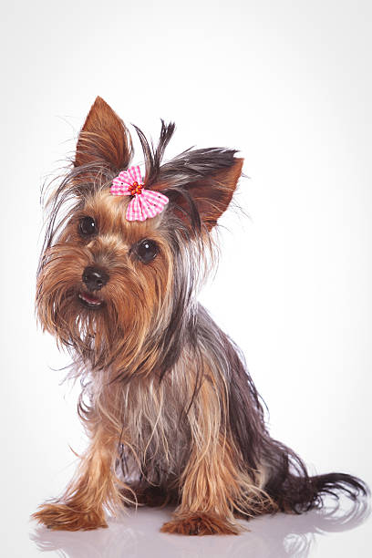 istock confused little yorkshire terrier puppy dog 585286532