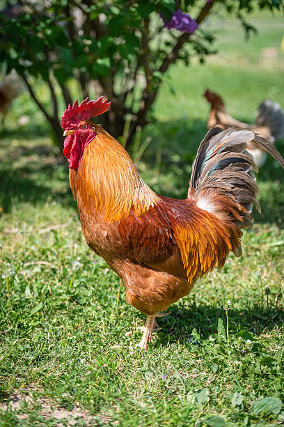 istock Beautiful Rooster on nature background 585286656