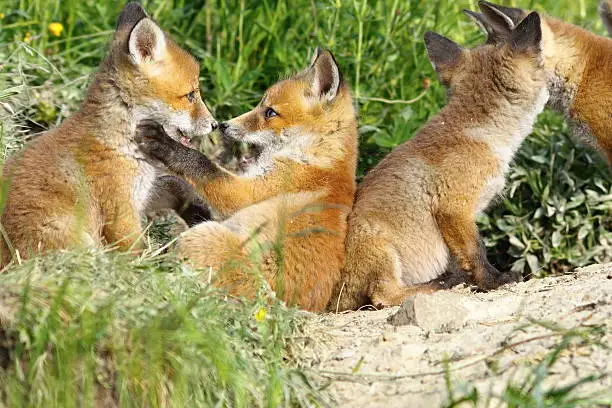 happy eurasian fox cubs playing near the den ( Vulpes vulpes )