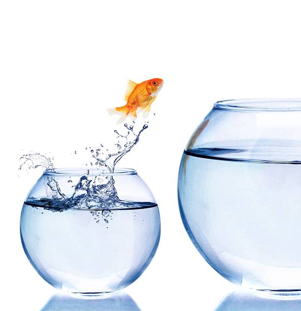 Jumping Goldfish Jumping to a Bigger Fishbowl goldfish stock pictures, royalty-free photos & images