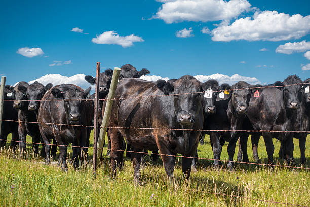 istock Cattle in Pasture behind Fence 585289016