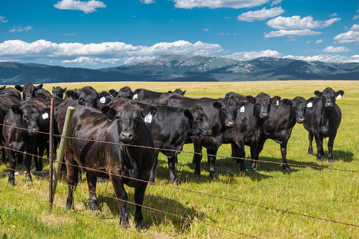 Cattle in Pasture behind Fence with Mountain Background