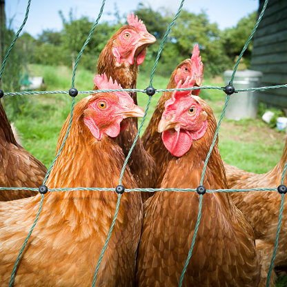 Group of happy hens in a field protected by electric fence.