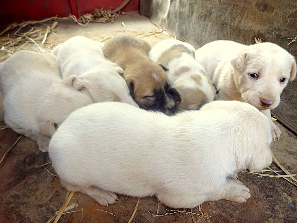 close-up of cute puppies. - anumal imagens e fotografias de stock