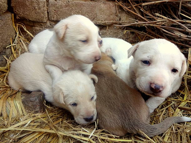 bunch of cute puppies. - anumal imagens e fotografias de stock