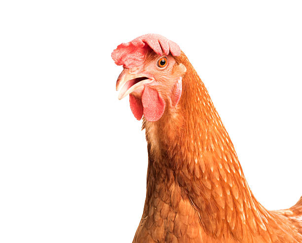 istock close up head of brown chicken hen isolated white background 585292142