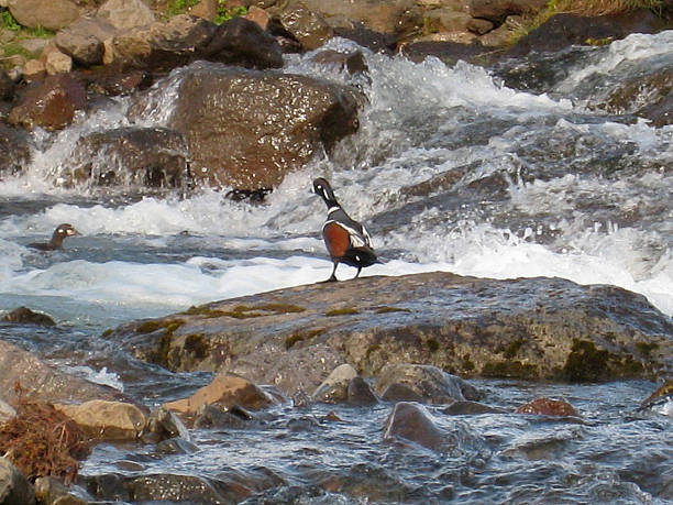 anatra arlecchino islanda - harlequin duck duck harlequin water bird foto e immagini stock