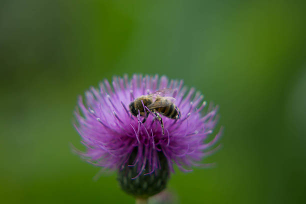 istock bee collects nectar on a beautiful flower 585294174