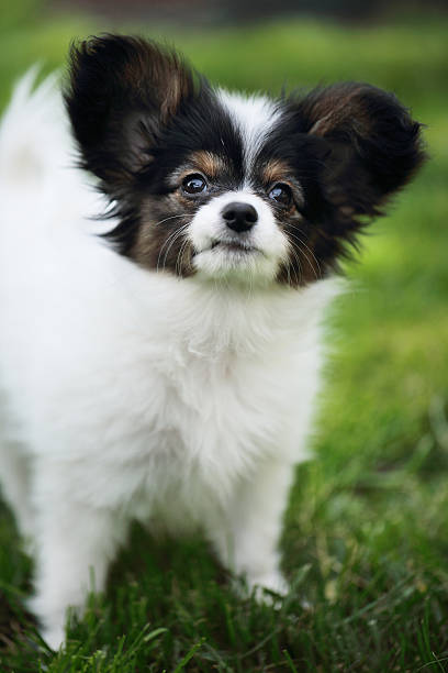istock Puppy breeds Papillon, close-up 585294696