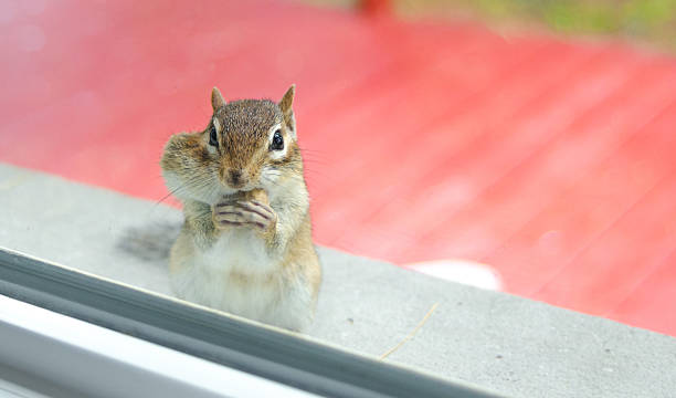 Eastern chipmunk eats peanuts while peering through window from outside. A cute and endearing Eastern chipmunk eats peanuts while peering through window from outside.  eastern chipmunk photos stock pictures, royalty-free photos & images