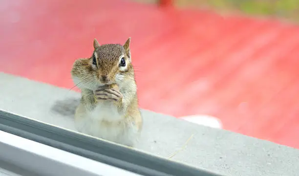 Photo of Eastern chipmunk eats peanuts while peering through window from outside.