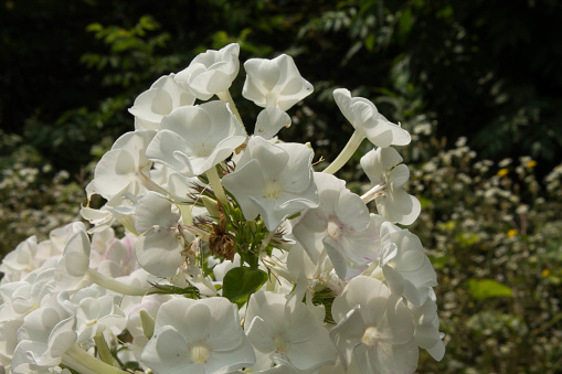 beautiful white wild flower on blurred background