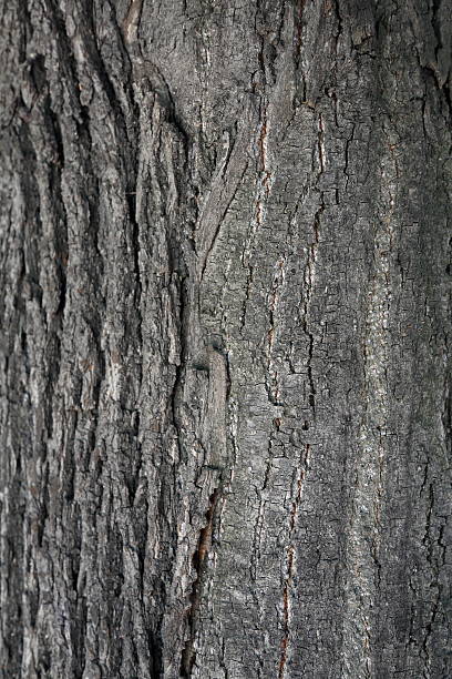 istock The bark of the tree. Texture 585296356