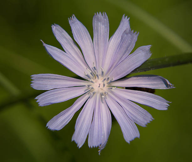 istock beautiful purple wild flower on blurred background 585297442