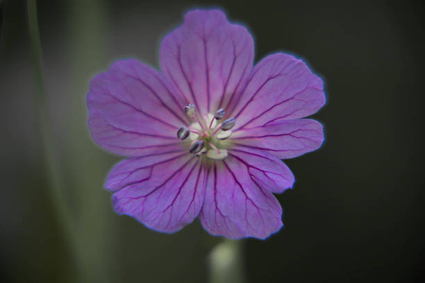 istock beautiful purple wild flower on blurred background 585297504