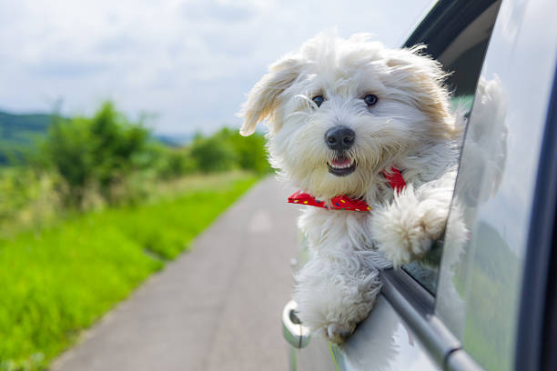 Bichon Frise Looking out of car window stock photo