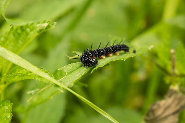 istock black spikes caterpillar in eating the grape leaves 585298486