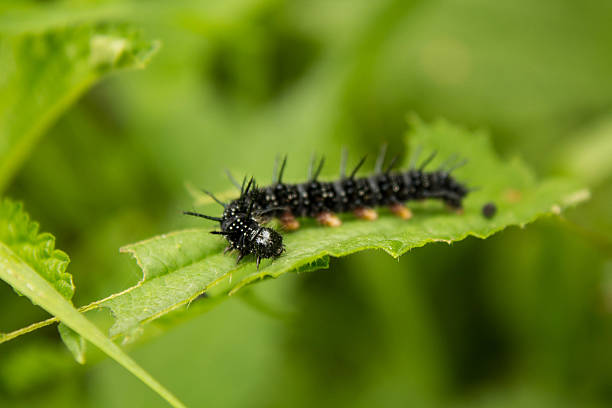 istock black spikes caterpillar in eating the grape leaves 585298496