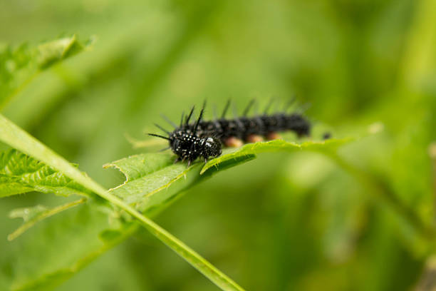 istock black spikes caterpillar in eating the grape leaves 585298518