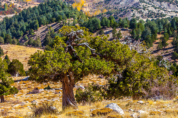istock beautiful colorful nature 585298624