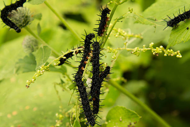istock black spikes caterpillar in eating the grape leaves 585298736
