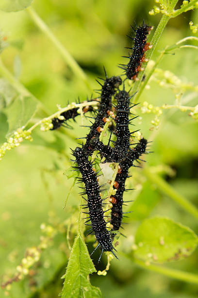 istock black spikes caterpillar in eating the grape leaves 585298754