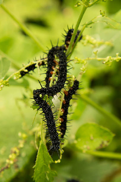 istock black spikes caterpillar in eating the grape leaves 585298786
