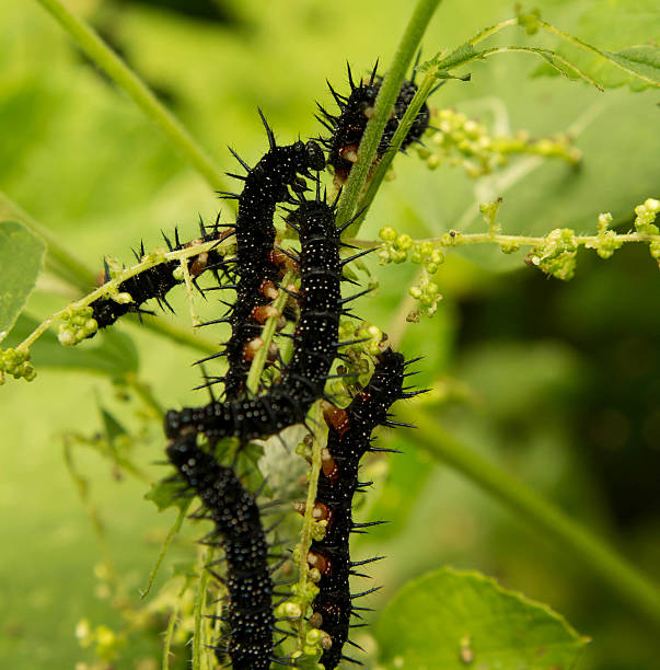 istock black spikes caterpillar in eating the grape leaves 585298820