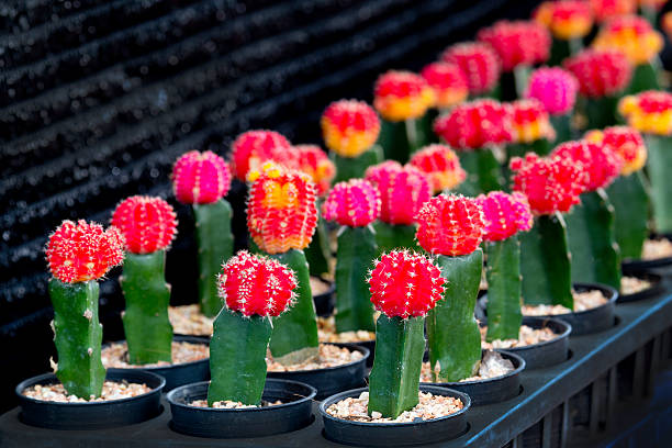 istock small cactus pot corner garden in home decoration. 585300184