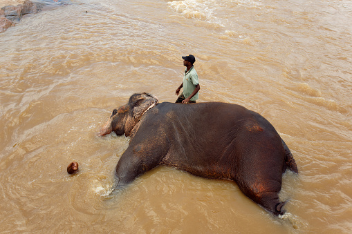 Rambukkana, Sri Lanka - June 1, 2016: Employee elephant orphanage elephant washes in the river. Pinnawala Elephant Orphanage. 