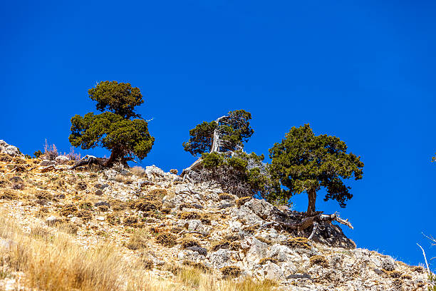 istock beautiful colorful nature 585300362