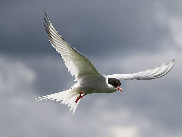 Arctic Tern in flight, taken on Inner Farne island off the coast of Northumberland, England.