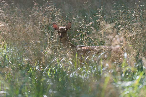 istock Female fallow deer in Jaegersborg Dyrehave 585302006