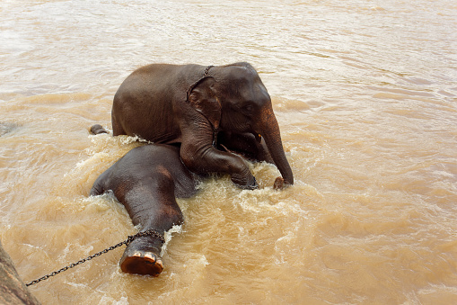 Rambukkana, Sri Lanka - June 1, 2016: Employee elephant orphanage elephant washes in the river. Pinnawala Elephant Orphanage. 