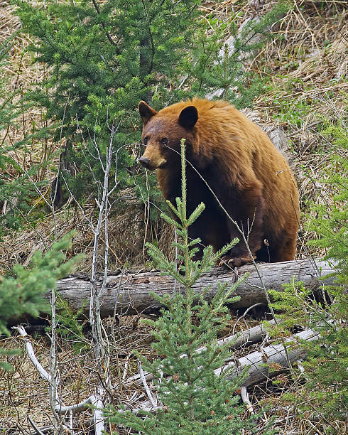 istock Black Bear Chocolate Color On Log 585302696
